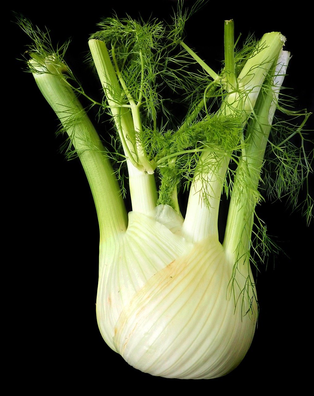 menu-11 fennel, vegetable, healthy, vegetarian, food, diet, fennel, fennel, fennel, fennel, fennel